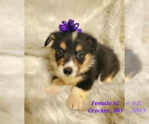 Pembroke Welsh Corgi Puppy for sale in RICHLAND, MO, USA