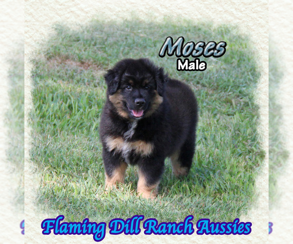 Medium Photo #1 Miniature Australian Shepherd Puppy For Sale in FORESTBURG, TX, USA