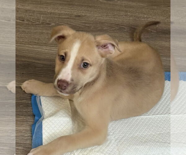 Medium Photo #23 Siberian Husky-Unknown Mix Puppy For Sale in Fargo, ND, USA