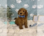Small #1 Goldendoodle mix (+ Poodle Miniature)
