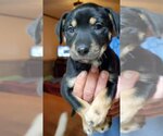 Small Photo #4 Australian Shepherd Puppy For Sale in Scottsboro, AL, USA