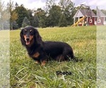 Small Photo #1 Dachshund Puppy For Sale in MIDDLEBURY, IN, USA