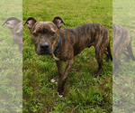 Small #2 American Pit Bull Terrier-American Staffordshire Terrier Mix