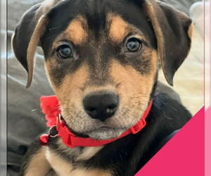 Labrador Retriever-Unknown Mix Dogs for adoption in Grafton, WI, USA