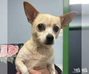 Chihuahua-Unknown Mix Dogs for adoption in Washington, DC, USA