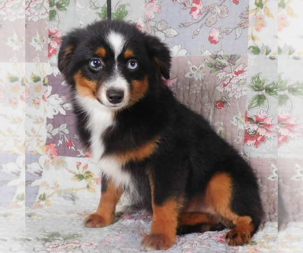 Medium Photo #11 Miniature Australian Shepherd Puppy For Sale in HARRISON, OH, USA