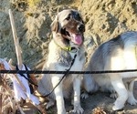 Small Photo #39 Anatolian Shepherd-Great Pyrenees Mix Puppy For Sale in AGOURA HILLS, CA, USA