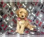 Small #1 Cavapoo