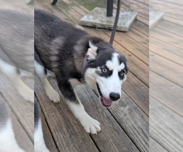 Medium Photo #11 Siberian Husky-Unknown Mix Puppy For Sale in Holly Springs, NC, USA