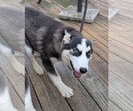 Small #10 Siberian Husky Mix