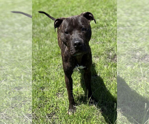Medium Photo #4 American Pit Bull Terrier Puppy For Sale in Virginia Beach, VA, USA