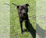 Small #3 American Pit Bull Terrier