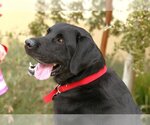 Small Photo #4 Labrador Retriever Puppy For Sale in Clovis, CA, USA