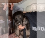 Small Photo #14 German Shepherd Dog Puppy For Sale in CARROLLTON, GA, USA