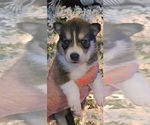 Small Photo #1 Scottish Collisky Puppy For Sale in REHOBOTH, MA, USA