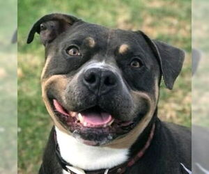 American Staffordshire Terrier-Unknown Mix Dogs for adoption in Lake Forest, CA, USA