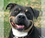 Small American Staffordshire Terrier Mix