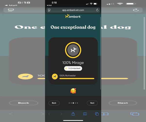 Medium Photo #23 Rottweiler Puppy For Sale in Rockaway, NJ, USA