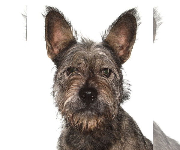 Medium Photo #1 Irish Wolfhound-Unknown Mix Puppy For Sale in Oakland Park, FL, USA