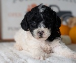 Puppy Oreo Poodle (Miniature)