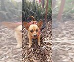 Small Photo #5 Chihuahua-Unknown Mix Puppy For Sale in Dana Point, CA, USA
