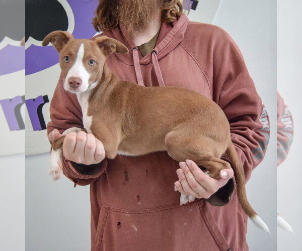 Medium Photo #2 Border Collie-Whippet Mix Puppy For Sale in Huntley, IL, USA