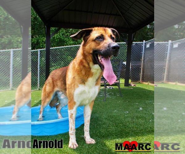 Medium Photo #1 Anatolian Shepherd-German Shepherd Dog Mix Puppy For Sale in Maryville, TN, USA