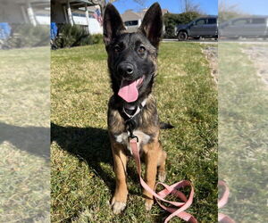 German Shepherd Dog-Unknown Mix Dogs for adoption in Imlay City, MI, USA