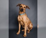 Small #1 Redbone Coonhound Mix