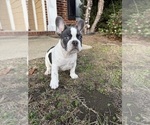 Small #5 French Bulldog