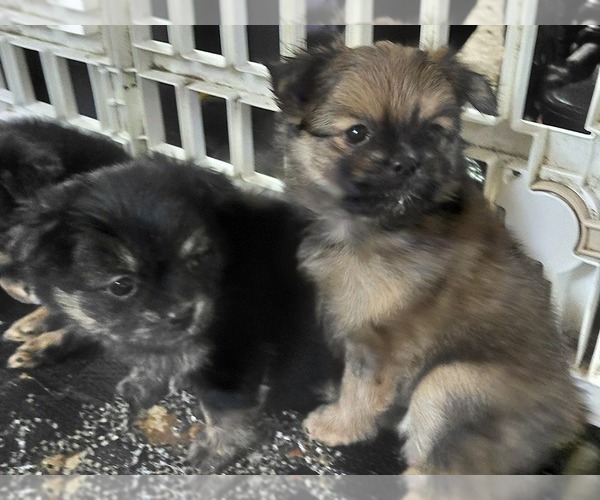 Medium Photo #7 Yoranian Puppy For Sale in MORROW, OH, USA