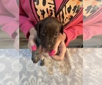 Puppy Purple collar German Shorthaired Pointer