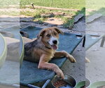Small Aussiedor