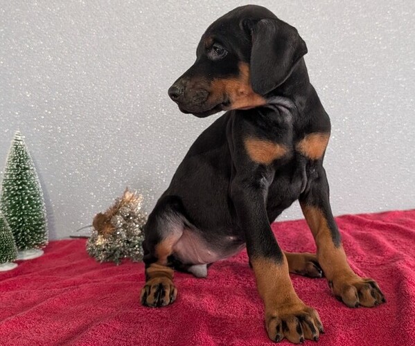 Medium Photo #67 Doberman Pinscher Puppy For Sale in GOSHEN, IN, USA