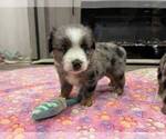Small Photo #12 Miniature Australian Shepherd Puppy For Sale in TERRELL, TX, USA