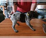 Small Photo #10 German Shorthaired Pointer Puppy For Sale in BEULAVILLE, NC, USA
