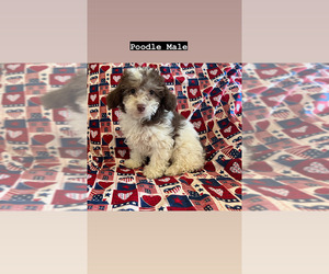 Poodle (Miniature) Puppy for sale in AMSTERDAM, MO, USA