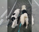 Small #9 Great Pyrenees Mix