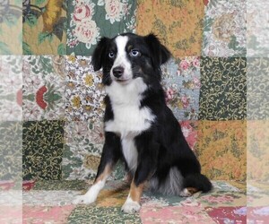 Mother of the Miniature Australian Shepherd puppies born on 04/15/2025