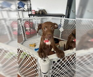 Chihuahua-Unknown Mix Dogs for adoption in San Diego, CA, USA