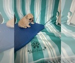 Small #15 French Bulldog
