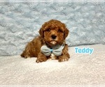 Image preview for Ad Listing. Nickname: Teddy