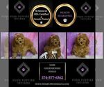 Small Photo #22 Goldendoodle (Miniature) Puppy For Sale in WARSAW, IN, USA