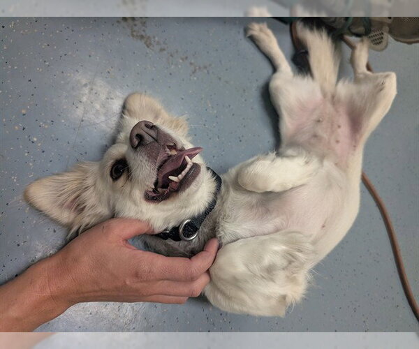 Medium Photo #1 Papillon-Unknown Mix Puppy For Sale in Denver, CO, USA