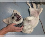 Small Papillon Mix