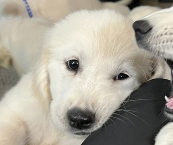 Medium Photo #11 Golden Retriever Puppy For Sale in WILTON, CA, USA