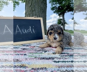 Bernedoodle Puppy for sale in GRABILL, IN, USA