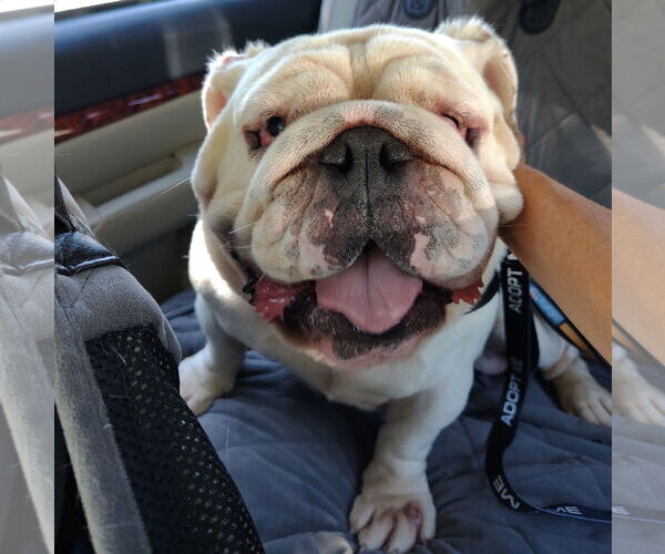Medium Photo #1 Bulldog Puppy For Sale in San Jose, CA, USA
