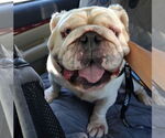 Small Bulldog
