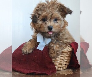 ShihPoo Puppy for sale in FARNHAM, VA, USA